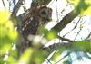 Photo of Tawny Owl at Lee Common , Buckinghamshire. Taken by Don Stone on 23rd April 2026.