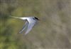 Arctic Tern at Foxcote Res, Buckinghamshire. Photographed by Paul Gibbs on 28th April 2026.