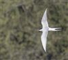 Arctic Tern at Foxcote Res, Buckinghamshire. Photographed by Paul Gibbs on 28th April 2026.