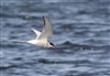 Arctic Tern at Foxcote Res, Buckinghamshire. Photographed by Paul Gibbs on 28th April 2026.