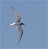 Arctic Tern at Foxcote Res, Buckinghamshire. Photographed by Paul Gibbs on 28th April 2026.
