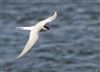 Arctic Tern at Foxcote Res, Buckinghamshire. Photographed by Paul Gibbs on 28th April 2026.