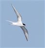 Arctic Tern at Foxcote Res, Buckinghamshire. Photographed by Paul Gibbs on 28th April 2026.
