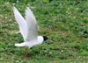 Photo of Mediterranean Gull at College Lake, Buckinghamshire. Taken by Richard Stevens on 3rd April 2026.