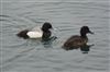 Photo of Lesser Scaup at College Lake, Buckinghamshire. Taken by David Ferguson on 3rd April 2026.