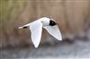 Photo of Mediterranean Gull at College Lake, Buckinghamshire. Taken by Michael Haberfield on 3rd April 2026.