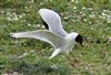 Photo of Mediterranean Gull at College Lake, Buckinghamshire. Taken by Michael Haberfield on 3rd April 2026.