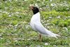 Photo of Mediterranean Gull at College Lake, Buckinghamshire. Taken by Michael Haberfield on 3rd April 2026.