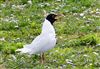 Photo of Mediterranean Gull at College Lake, Buckinghamshire. Taken by Michael Haberfield on 3rd April 2026.