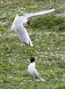 Photo of Mediterranean Gull at College Lake, Buckinghamshire. Taken by Michael Haberfield on 3rd April 2026.