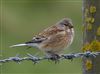 Photo of Linnet at Steps Hill, Buckinghamshire. Taken by Michael Haberfield on 3rd April 2026.