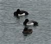 Photo of Lesser Scaup at College Lake, Buckinghamshire. Taken by John Edwards on 3rd April 2026.