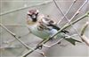 Photo of Redpoll at Lee Common , Buckinghamshire. Taken by Don Stone on 30th March 2026.