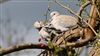 Photo of Collared Dove at Lee Common , Buckinghamshire. Taken by Don Stone on 31st March 2026.