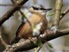 Photo of Nuthatch at Lee Common , Buckinghamshire. Taken by Don Stone on 4th April 2026.