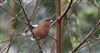 Photo of Chaffinch at Lee Common , Buckinghamshire. Taken by Don Stone on 4th April 2026.