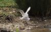 Photo of Black-headed Gull at College Lake, Buckinghamshire. Taken by Don Stone on 5th April 2026.