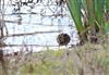 Photo of Snipe at College Lake, Buckinghamshire. Taken by Don Stone on 5th April 2026.