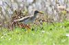 Photo of Redshank at College Lake, Buckinghamshire. Taken by Don Stone on 5th April 2026.