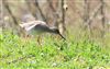 Photo of Redshank at College Lake, Buckinghamshire. Taken by Don Stone on 5th April 2026.