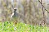 Photo of Redshank at College Lake, Buckinghamshire. Taken by Don Stone on 5th April 2026.