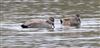 Photo of Gadwall at Shardeloes, Buckinghamshire. Taken by Don Stone on 29th March 2026.