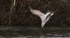 Photo of Herring Gull at Shardeloes, Buckinghamshire. Taken by Don Stone on 29th March 2026.