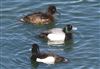 Photo of Lesser Scaup at College Lake, Buckinghamshire. Taken by Michael Haberfield on 6th April 2026.