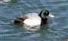 Photo of Lesser Scaup at College Lake, Buckinghamshire. Taken by Michael Haberfield on 6th April 2026.