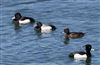 Photo of Lesser Scaup at College Lake, Buckinghamshire. Taken by Michael Haberfield on 6th April 2026.