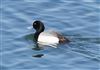 Photo of Lesser Scaup at College Lake, Buckinghamshire. Taken by Michael Haberfield on 6th April 2026.
