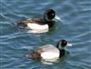Photo of Lesser Scaup at College Lake, Buckinghamshire. Taken by Michael Haberfield on 6th April 2026.
