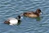Photo of Lesser Scaup at College Lake, Buckinghamshire. Taken by Michael Haberfield on 6th April 2026.