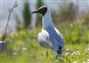 Photo of Black-headed Gull at College Lake, Buckinghamshire. Taken by Michael Haberfield on 6th April 2026.