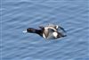 Photo of Lesser Scaup at College Lake, Buckinghamshire. Taken by Michael Haberfield on 6th April 2026.