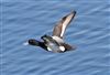 Photo of Lesser Scaup at College Lake, Buckinghamshire. Taken by Michael Haberfield on 6th April 2026.