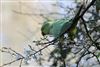 Photo of Ring-necked Parakeet at Linford Reserve, Linford GPs, Buckinghamshire. Taken by Janet Hughes on 6th April 2026.