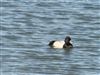 Photo of Lesser Scaup at College Lake, Buckinghamshire. Taken by Martin Oliver on 7th April 2026.