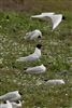 Photo of Mediterranean Gull at College Lake, Buckinghamshire. Taken by Gary Hinton on 3rd April 2026.