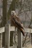 Photo of Red Kite at Wingrave, North, Buckinghamshire. Taken by Gary Hinton on 28th March 2026.