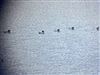 Photo of Shelduck at College Lake, Buckinghamshire. Taken by Gary Hinton on 10th March 2026.