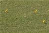 Photo of Yellow Wagtail at Marsworth, Bucks, Buckinghamshire. Taken by Gary Hinton on 7th April 2026.
