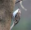 Photo of Treecreeper at Little Marlow GP, Buckinghamshire. Taken by Tony James on 4th April 2026.