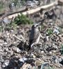 Photo of Wheatear at Little Marlow - Emmetts Fields, Buckinghamshire. Taken by Tony James on 7th April 2026.