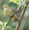 Photo of Chiffchaff at Little Marlow GP, Buckinghamshire. Taken by Graham Smith on 9th April 2026.