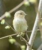 Photo of Chiffchaff at Little Marlow GP, Buckinghamshire. Taken by Graham Smith on 9th April 2026.