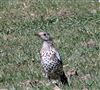 Photo of Mistle Thrush at Hare Hatch Lane near Jennings Farm, Buckinghamshire. Taken by Tony James on 1st May 2026.