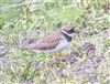 Photo of Ringed Plover at Dorney Common, Dorney, Buckinghamshire. Taken by Tony James on 12th May 2026.