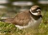 Photo of Ringed Plover at Dorney Common, Dorney, Buckinghamshire. Taken by David Bevan on 12th May 2026.