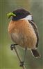 Photo of Stonechat. Taken by David Bevan.